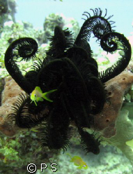 Featherstar worm feeding during the day with a little ora... by P S 